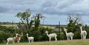Alpacas in their field