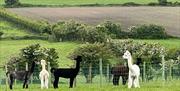 Alpacas in a field