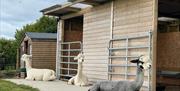 Alpacas by a shed