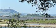 Looking out to Scrabo Tower from Graffan Room WWT Castle Espie