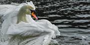 A mute swan splashing.