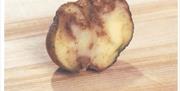 Image of Potato blight