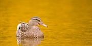 A duck on the water at Castle Espie