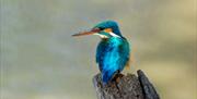 image of bird perched on the end of a bark