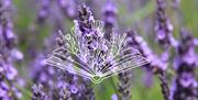 An image of lavender in the background to a drawn picture of flowers coming out of an open book