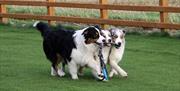 Three Australian Shepherds happily share a rope toy, nobody wants to let go !!