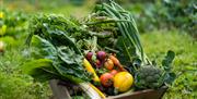 A box full of delicious organic vegetables picked from the garden