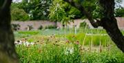 A view from old espaliered apple and pear trees