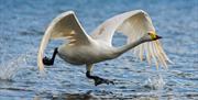 Whooper swan taking flight out of the water.