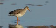 Redshank