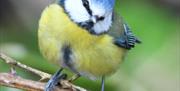 Blue Tit by Kevin Kirkham