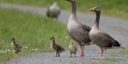 image of gosling family on pathway beside grass verge.
