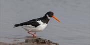 Oystercatcher