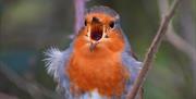 Robin by Mary Kirwan Mackey