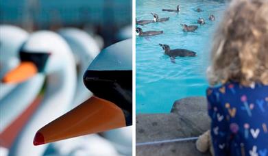 Pickie Funpark and Exploris Aquarium