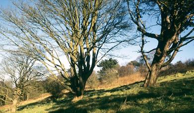 Trees