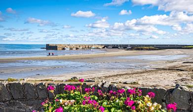 A photo of Ballywalter harbour on a bright day with pink flowers to the forefront of the image