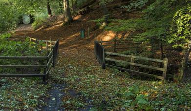 Leafy pathway through the country park