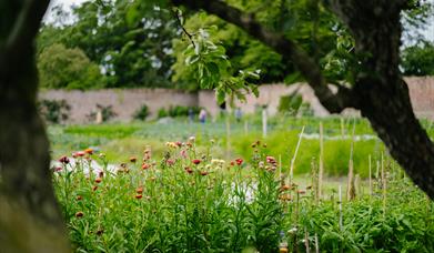 A view from old espaliered apple and pear trees