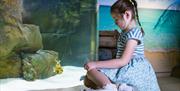 a little girl looking at a fish in the tank