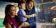 a mum, dad and toddler looking at fish in the tank