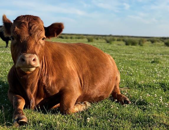 a photo of a brown cow sitting in a field