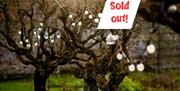A string of lightbulbs trailed through the branches of trees in the walled garden with the text sold out