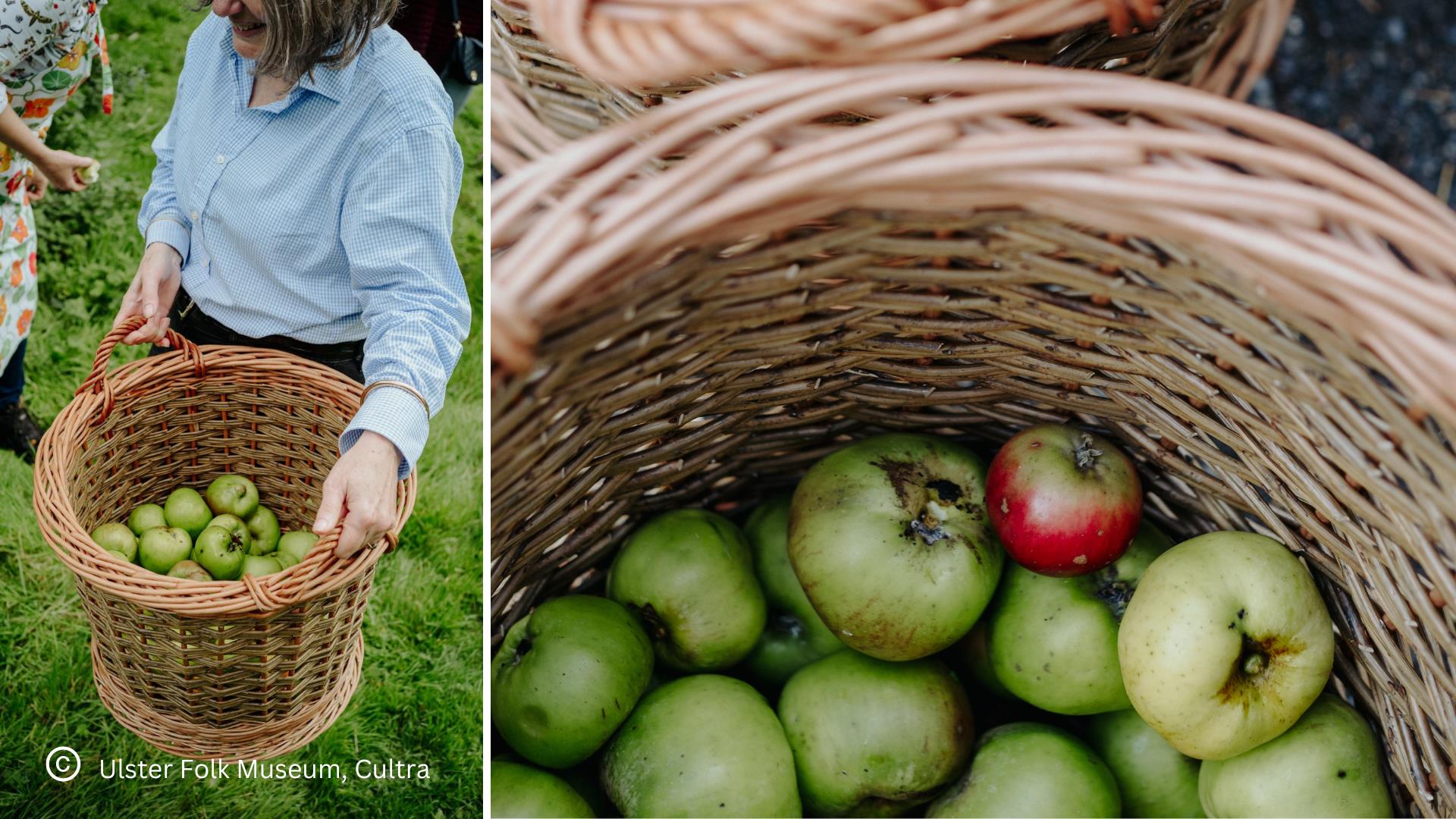 Apples being collected from orchard in baskets