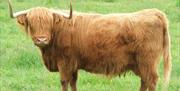 Photo of beautiful highland cow at the Ark Open Farm