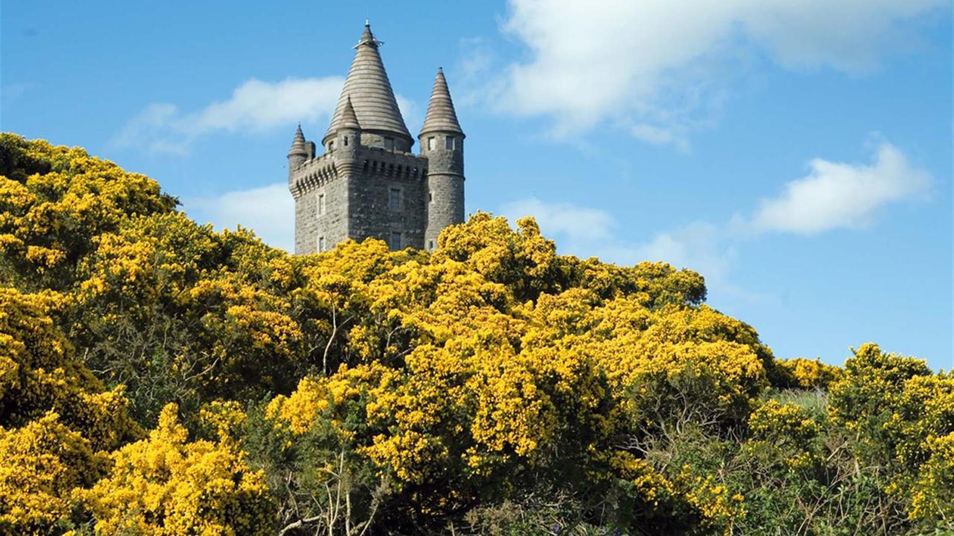 Photo of yellow gorse bush and Scrabo Tower peaking up from behind framed by blue sky