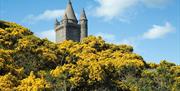 Photo of yellow gorse bush and Scrabo Tower peaking up from behind framed by blue sky