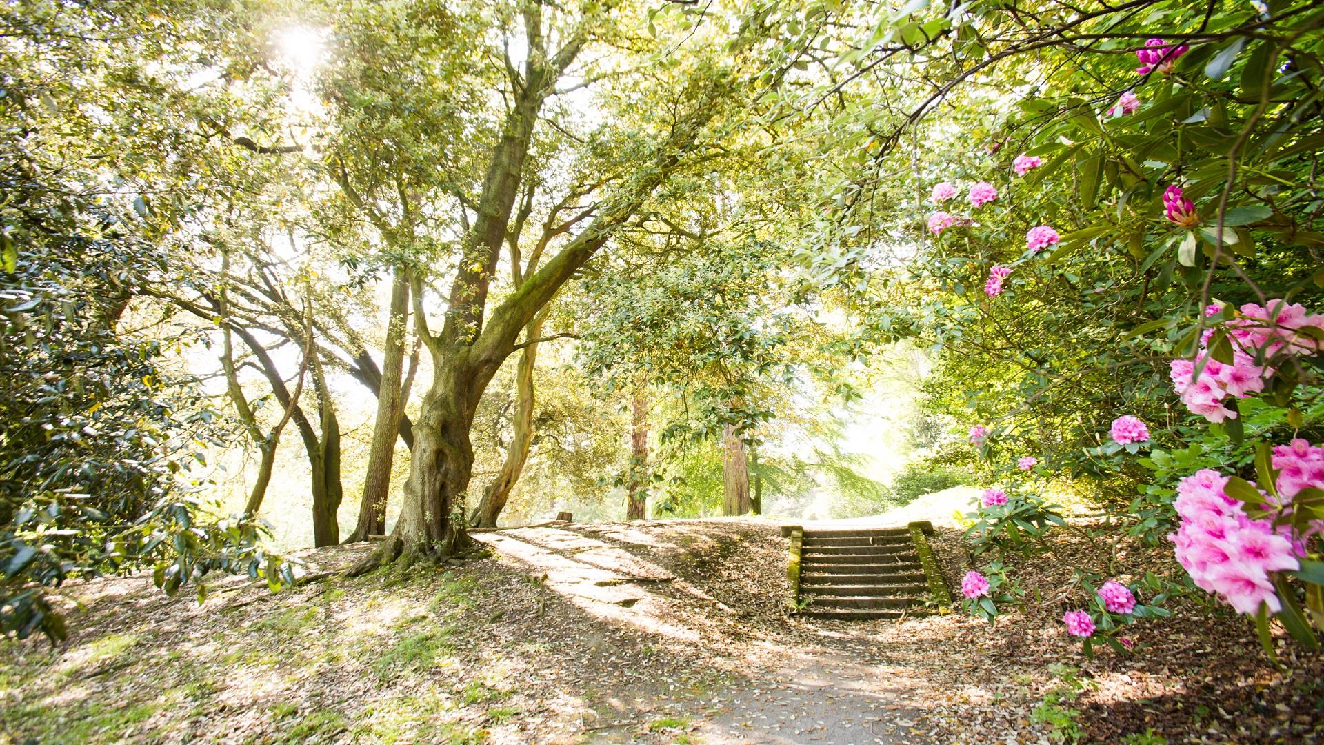 Image of a walkway and woodland steps surrounded by leafy green trees and pink flowers