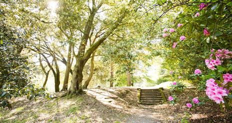 Image of a walkway and woodland steps surrounded by leafy green trees and pink flowers