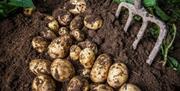 Fork digging up fresh Comber Earlies potatoes from the earth