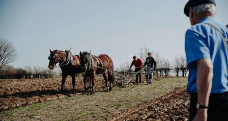 Two horses pulling a manual plough through a field, with two farm workers aiding