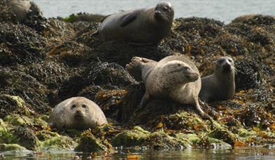 Photo of four seals gathered on the seaweed and moss covered sea rocks