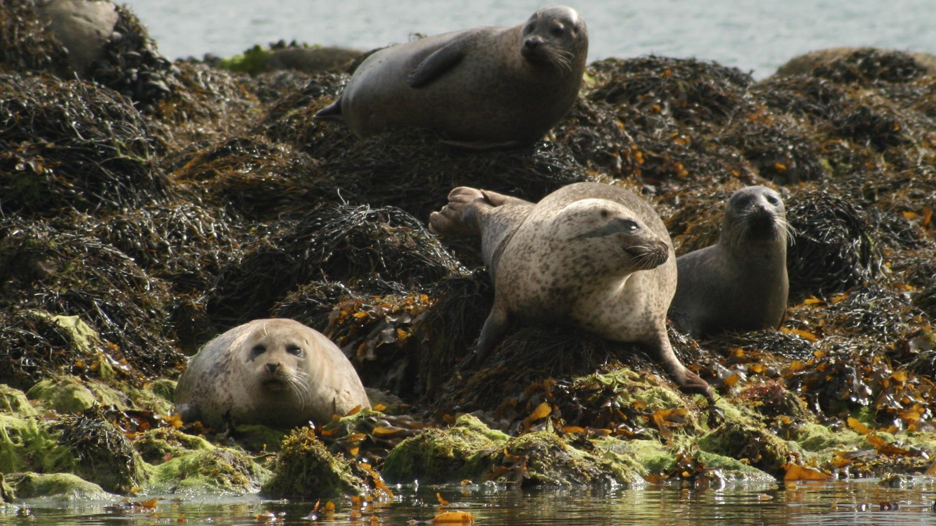 Photo of four seals gathered on the seaweed and moss covered sea rocks