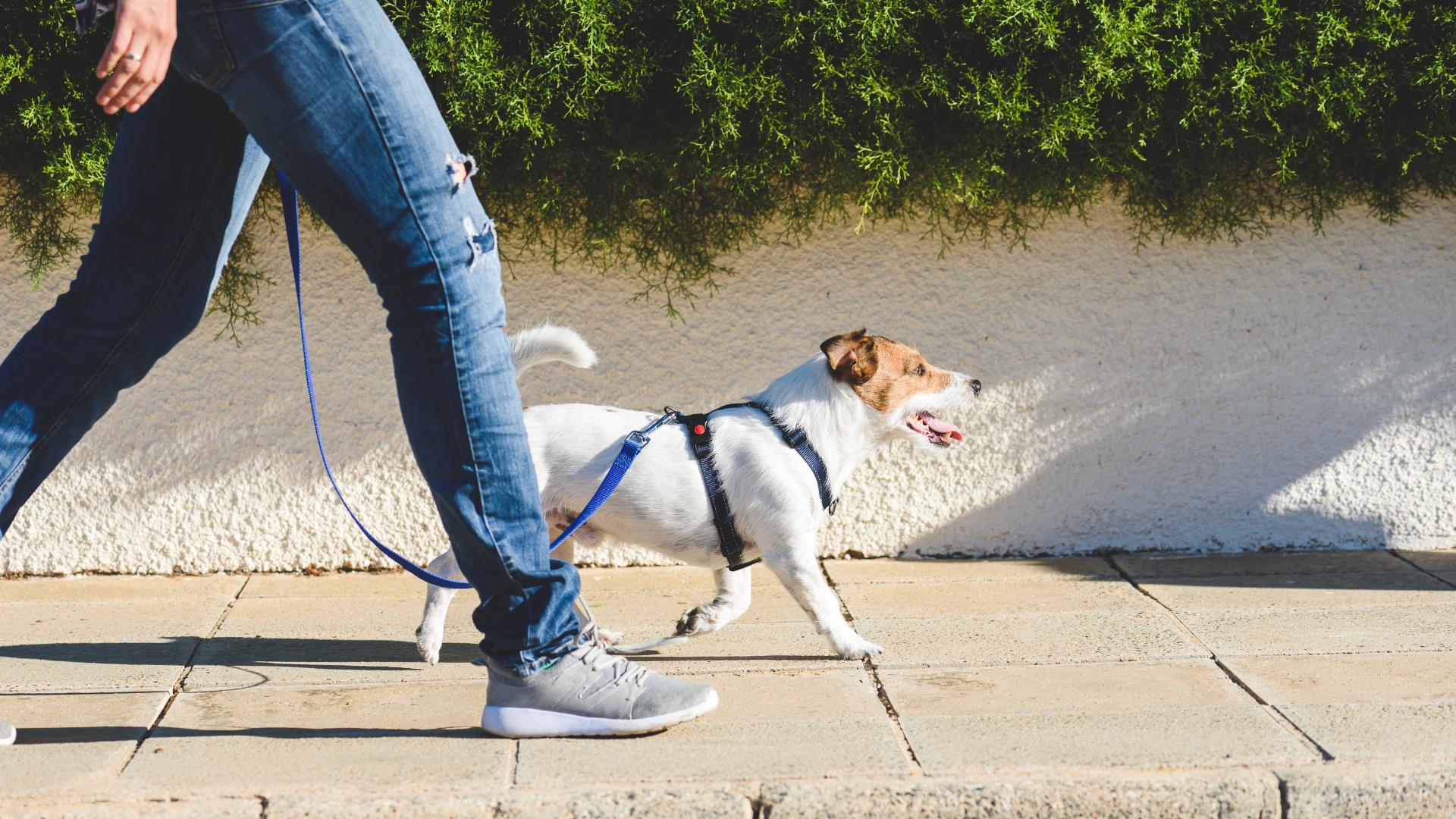 Person walking with a dog on a lead