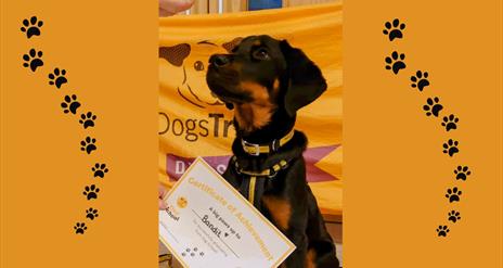 Image of a brown and black dog with a certificate in front with the name Bandit on it.