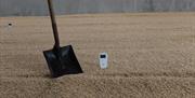 Image of a spade sitting upright within a smooth flat surface of barley seeds