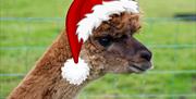 Eastwell Farm Alpacas with Christmas decor
