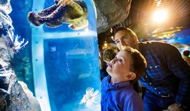 a boy and his dad looking at a sea creature in the tank