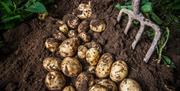 Freshly dug potatoes in the earth
