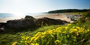 A photo of Helen's Bay beach on a beautiful summers day with green grass and yellow flowers on the shore