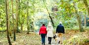 A family walking in woodland with a dog