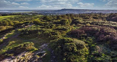 An aerial photo of the Country Park showing the expanse of forest, with Scrabo Tower in the background