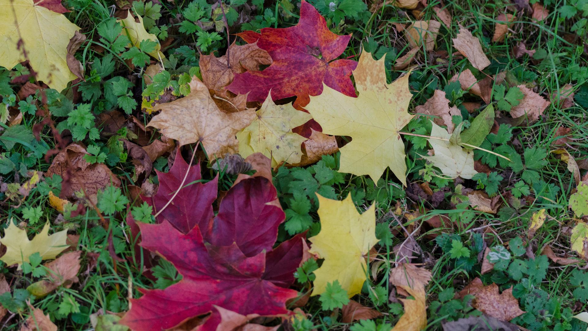 Golden Tales & Autumn Trails at Castle Espie Golden Tales & Autumn Trails at Castle Espie