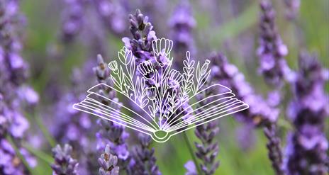 An image of lavender in the background to a drawn picture of flowers coming out of an open book