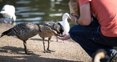 a photo of a man feeding a group of birds