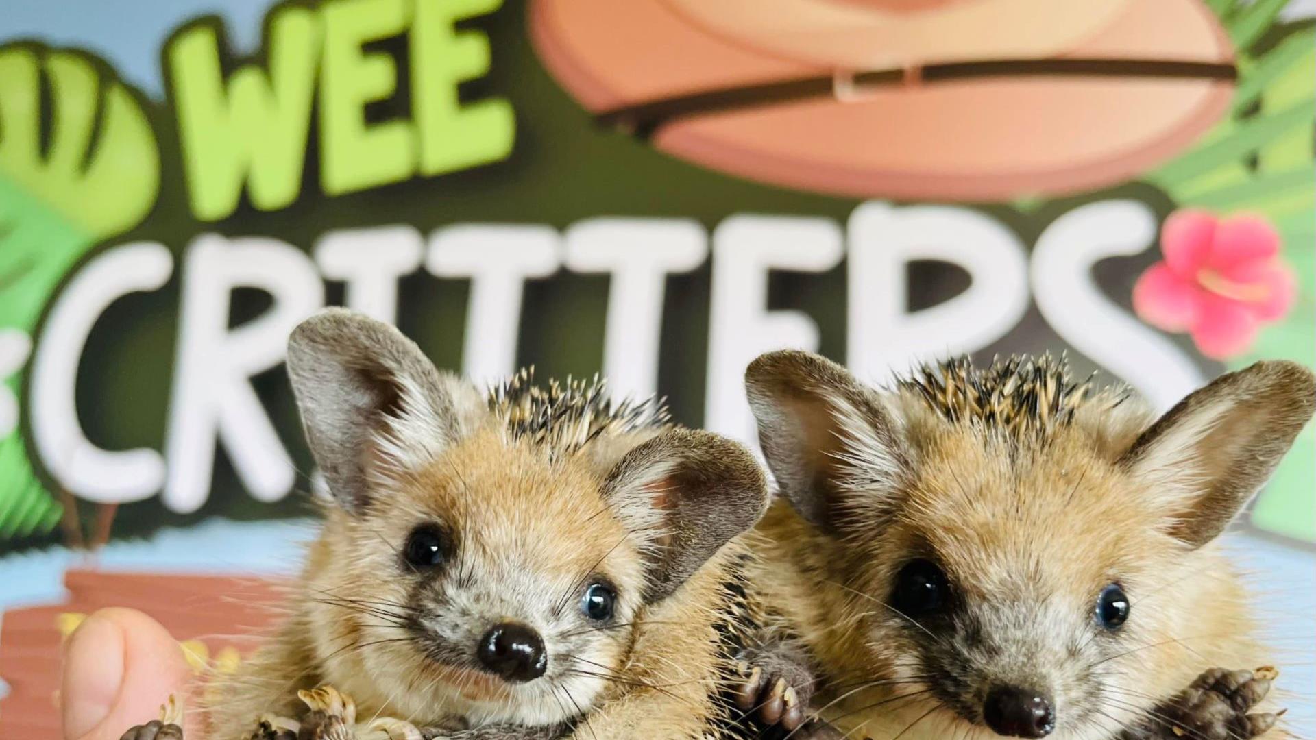 Two hedgehogs held in front of the Wee Critters logo.